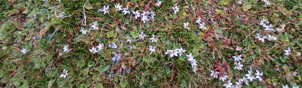 BERRY LOBELIA Pratia repens 